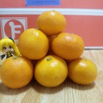 みかん3-山積み みかん3-山積み